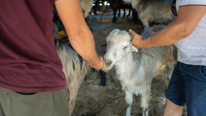 Ilustrasi kambing