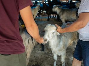 2 Kambing Warga Saptosari Mati Tercabik-cabik, Diduga Diserang Hewan Liar