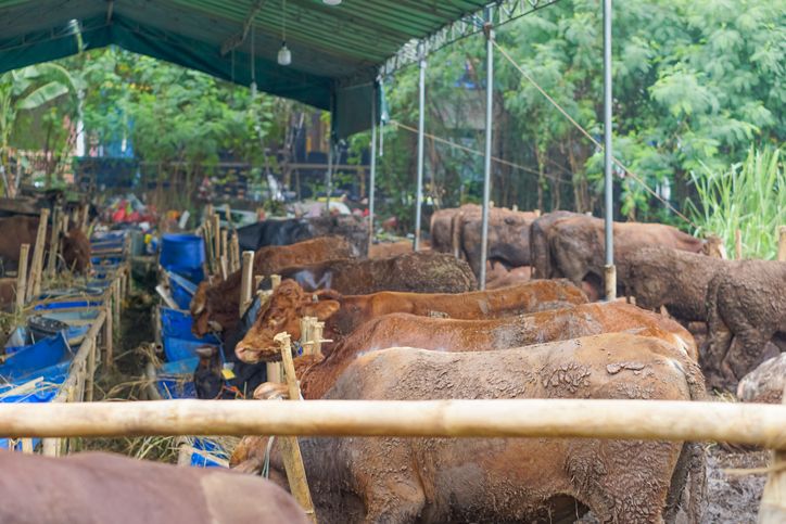Ini 4 Hal Penting Dilakukan agar Daging Qurban tetap Terjaga Kehalalannya
