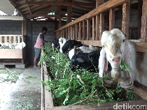 Kambing Senduro Bawa Cuan untuk Peternak Lumajang Jelang Iduladha