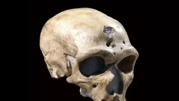 7. La Chapelle-aux-Saints (Neanderthal): Spesimen Neanderthal yang ditemukan di Prancis tahun 1908 ini berumur sekitar 50.000 tahun. Tengkorak ini menantang interpretasi anatomi Neanderthal sebelumnya, khususnya mengenai postur. Awalnya dianggap sebagai bukti postur bungkuk, analisis menunjukkan sikap lebih tegak. Temuan La Chapelle-aux-Saints jadi pusat perdebatan mengenai kemampuan kognitif dan budaya Neanderthal. Ciri tengkoraknya menunjukkan adaptasi terhadap lingkungan dingin. Penemuan ini berkontribusi signifikan dalam menyempurnakan pengetahuan tentang morfologi, perilaku, dan adaptasi Neanderthal. Foto: Smithsonian