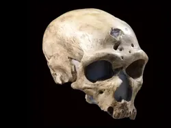 10 Tengkorak Kuno yang Punya Fakta Mengejutkan