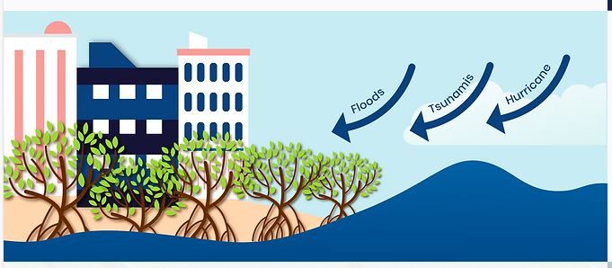 Manfaat mangrove