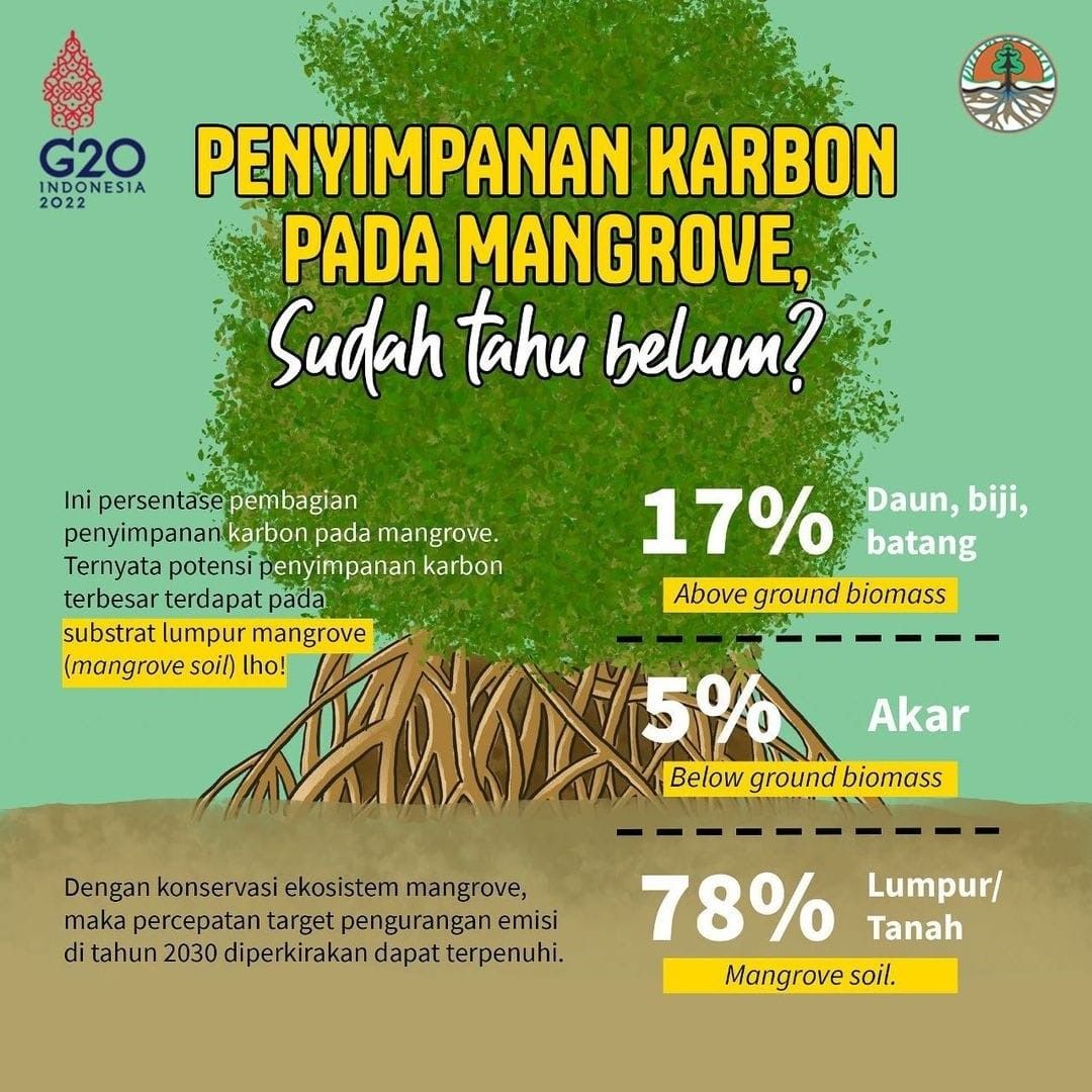 Fungsi mangrove