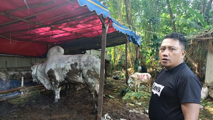 Pedagang Hewan Kurban, Dedy