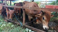 Pedagang mengaku harus begadang semalam suntuk untuk melayani para pembeli.   