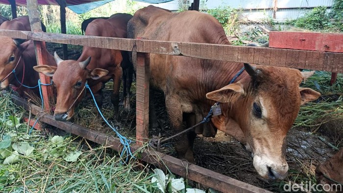 Pedagang sapi kurban bak jamur di musim hujan jelang Hari Raya Idul Adha 2024. Mereka muncul di kiri-kanan jalan untuk menarik minat masyarakat yang hendak berkurban. Agar bisnis berjalan lancar, tak jarang para pedagang bersiaga 24 jam untuk melayani para pelanggan. detikcom mengunjungi sejumlah pedagang sapi kurban di kawasan Radio Dalam, Jakarta Selatan.