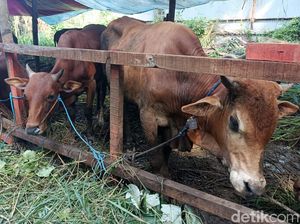 Bolehkah Berkurban dengan Sapi Betina? Begini Hukumnya
