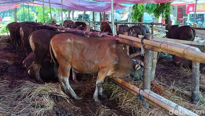 Pedagang sapi kurban bak jamur di musim hujan jelang Hari Raya Idul Adha 2024. Mereka muncul di kiri-kanan jalan untuk menarik minat masyarakat yang hendak berkurban. Agar bisnis berjalan lancar, tak jarang para pedagang bersiaga 24 jam untuk melayani para pelanggan. detikcom mengunjungi sejumlah pedagang sapi kurban di kawasan Radio Dalam, Jakarta Selatan.