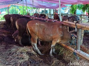 Bisnis Hewan Kurban Nggak Main-main, Omzetnya Bisa Tembus Rp 1 Miliar