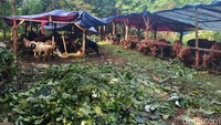 Tidak hanya sapi, mereka juga menjual kambing kurban di lapak tersebut.  