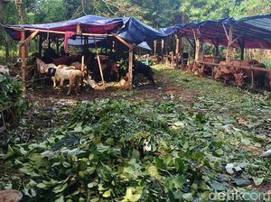 Legislator DKI Minta Pengecekan Hewan Kurban Diperketat Sampai Perkampungan