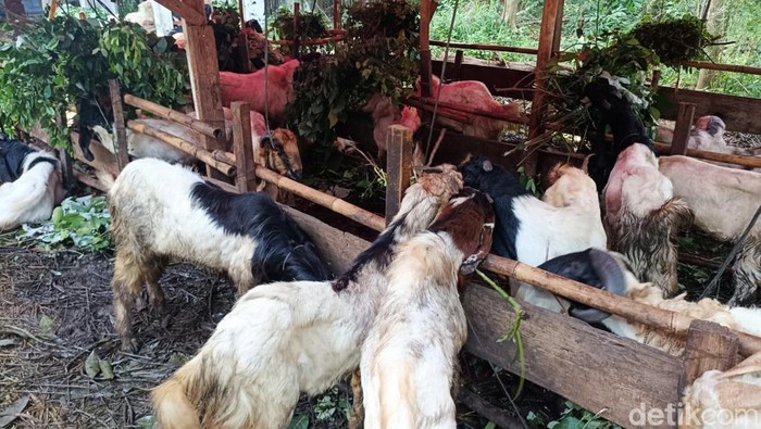 Pedagang sapi kurban bak jamur di musim hujan jelang Hari Raya Idul Adha 2024. Mereka muncul di kiri-kanan jalan untuk menarik minat masyarakat yang hendak berkurban. Agar bisnis berjalan lancar, tak jarang para pedagang bersiaga 24 jam untuk melayani para pelanggan. detikcom mengunjungi sejumlah pedagang sapi kurban di kawasan Radio Dalam, Jakarta Selatan.