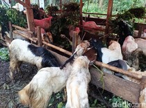 Hukum Berkurban untuk Orang yang Sudah Meninggal, Boleh atau Tidak?