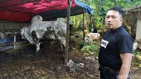 Dedy (41), penjual sapi di Haji Usman Ali sedang menjaga lapak hewan kurban di kawasan Radio Dalam, Jakarta Selatan, Kamis (13/6/2024).