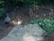Viral Video Ayam Hutan Tuntun Pendaki Turun Gunung Andong di Magelang