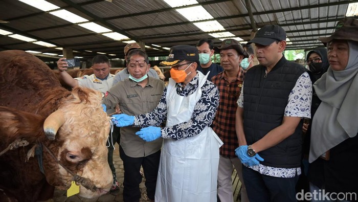 Pj Bupati Kuningan R Iip Hidajat melakukan sidak ke peternak hewan kurban di Kuningan