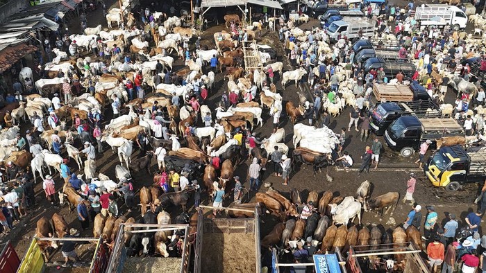 Potret Keramaian Pasar Hewan Jonggol Jelang Idul Adha People sell cow and goats ahead of Eid al-Adha holiday at a livestock market in Jonggol, West Java, Indonesia, Thursday, June 13, 2024. People in the world's most populous Muslim country will celebrate Eid al-Adha or the Feast of the Sacrifice on June 17 by slaughtering sheep, goats and cows whose meat later be distributed to the poor. (AP Photo/Achmad Ibrahim)