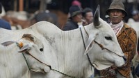 Untuk rentang harganya pun bervariasi, mulai dari Rp17 juta hingga Rp50 juta, bergantung dari bobot hewan. 