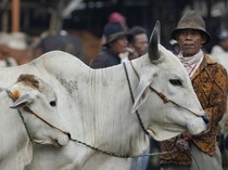 Sejarah Kurban dan Asal Mula Penyembelihan Hewan Idul Adha