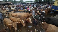Ada 1.000 ekor sapi dan 700 ekor kambing dan domba dijajakan di pasar hewan ini. 