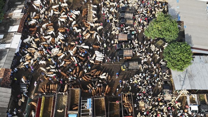 Potret Keramaian Pasar Hewan Jonggol Jelang Idul Adha People sell cow and goats ahead of Eid al-Adha holiday at a livestock market in Jonggol, West Java, Indonesia, Thursday, June 13, 2024. People in the world's most populous Muslim country will celebrate Eid al-Adha or the Feast of the Sacrifice on June 17 by slaughtering sheep, goats and cows whose meat later be distributed to the poor. (AP Photo/Achmad Ibrahim)