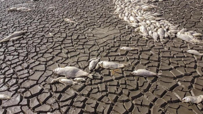 Tragedi Ekologis di Meksiko: Ribuan Ikan Binasa saat Danau Mengering