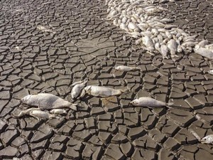Danau Meksiko Mengering, Ribuan Ikan Mati