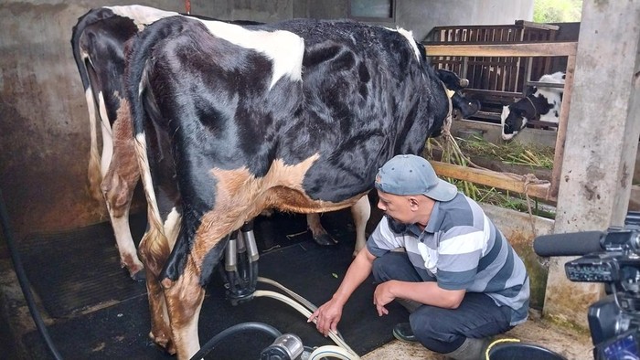 Sapi perah di Dusun Brau Kota Batu