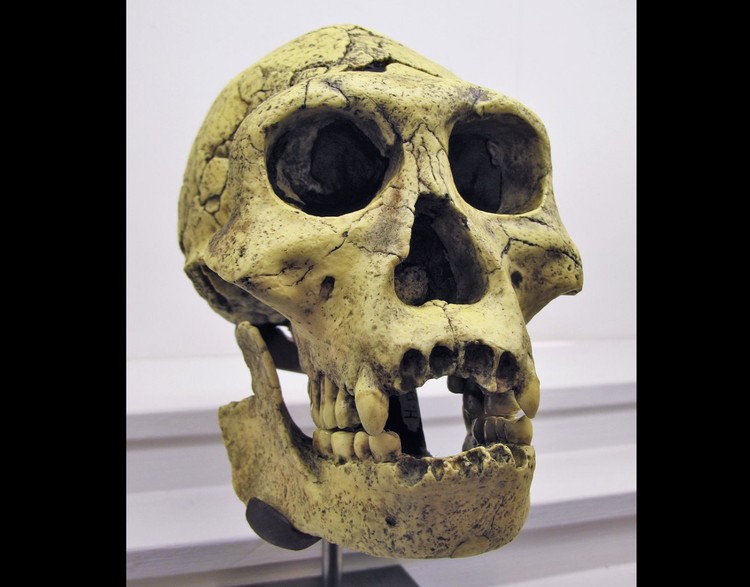 Tengkorak Homo Erectus Tengkorak Homo Erectus