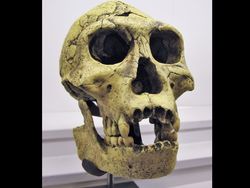 10 Tengkorak Kuno yang Punya Fakta Mengejutkan