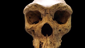 4: Tengkorak Kabwe (H.heidelbergensis): Tengkorak Kabwe, ditemukan tahun 1921 di Broken Hill, Rhodesia Utara (sekarang Zambia), berusia sekitar 300.000 tahun. Fosil Homo heidelbergensis ini perpaduan ciri manusia purba dan modern, membantu pemahaman tentang evolusi selama Pleistosen Tengah. Morfologinya menunjukkan tempurung otak besar, menunjukkan kemampuan kognitif tingkat lanjut. Penemuan Broken Hill penting dalam studi Homo heidelbergensis, menjembatani kesenjangan antara spesies sebelumnya dan manusia di zaman Pleistosen. Foto: Wikipedia