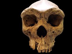 10 Tengkorak Kuno yang Punya Fakta Mengejutkan