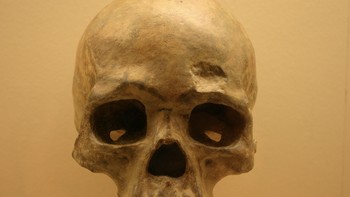 5. Tengkorak Liujiang (H. sapiens): Fosil yang terpelihara dengan baik ini, ditemukan tahun 1958 di Guangxi, China, berumur sekitar 68.000 tahun dan menantang teori manusia awal migrasi ke luar Afrika, menunjukkan adanya beberapa gelombang penyebaran Homo sapiens. Penemuannya menyiratkan interaksi kompleks dan potensi kawin silang antar kelompok berbeda selama Pleistosen Akhir. Tengkorak Liujiang berperan dalam mengungkap jalur rumit evolusi dan menambah pemahaman tentang keragaman dan kemampuan beradaptasi Homo sapiens di seluruh wilayah geografisnya. Foto: Wikipedia