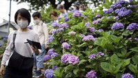 Bunga Hortensia merupakan tanaman hias yang berasal dari Jepang, Himalaya, Tiongkok, Indonesia, serta Amerika Selatan dan Amerika Utara.
