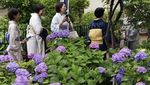 Terpesona Cantiknya Bunga Hydrangea di Kuil Hakusan Tokyo