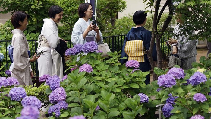 Terpesona Cantiknya Bunga Hydrangea di Kuil Hakusan Tokyo Bunga hydrangea merupakan tanaman bunga yang bentuk dan warnanya sangat indah ketika mekar. Tak heran jika bunga ini banyak diminati oleh para pencinta bunga di seluruh dunia.
