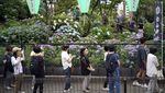 Terpesona Cantiknya Bunga Hydrangea di Kuil Hakusan Tokyo