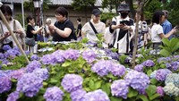 Bunga Hortensia merupakan salah satu tanaman hias yang populer di kalangan para pecinta tanaman hias bahkan di masyarakat luas. 