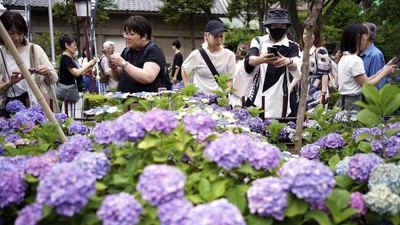 Terpesona Cantiknya Bunga Hydrangea di Kuil Hakusan Tokyo