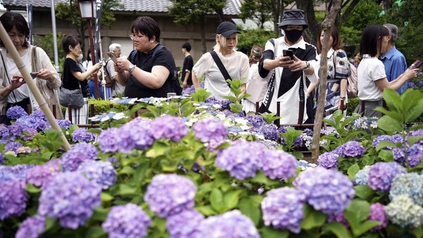 Terpesona Cantiknya Bunga Hydrangea di Kuil Hakusan Tokyo