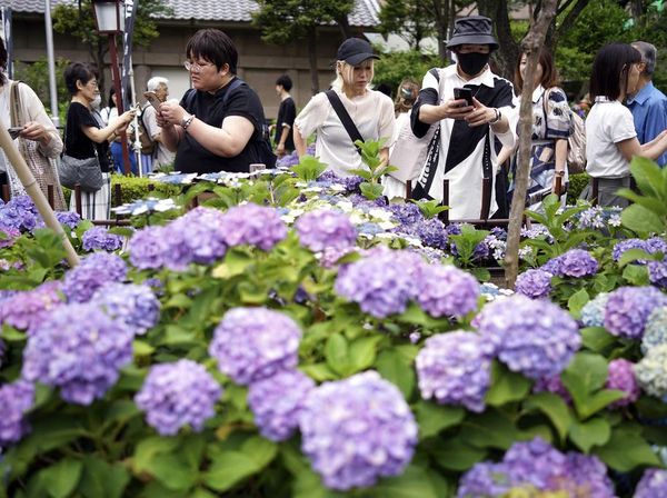 Terpesona Cantiknya Bunga Hydrangea di Kuil Hakusan Tokyo