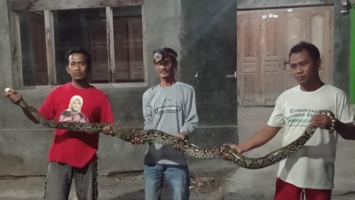 Warga Desa Tulas, Klaten, menangkap ular piton yang bersembunyi di sungai, Kamis (13/6/2024) malam.