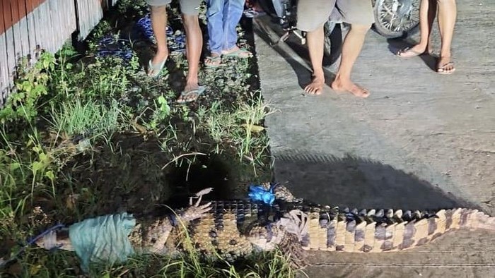 Warga menangkap buaya 2 meter di Bone.