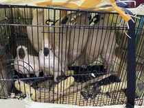 Polda Sumut Gagalkan Penyelundupan 7 Kakak Tua Jambul Kuning, 2 Pria Ditangkap