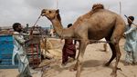 Harga Hewan Kurban di Pakistan Melonjak, Warga Mengeluh