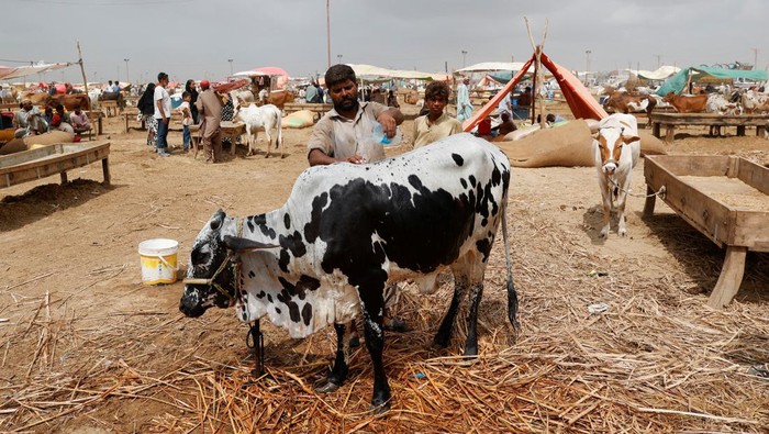 Harga Hewan Kurban di Pakistan Melonjak, Warga Mengeluh Men with their sacrificial camels for sale, feed water at a cattle market, ahead of Eid al-Adha celebrations, in Karachi, Pakistan June 13, 2024. REUTERS/Akhtar Soomro