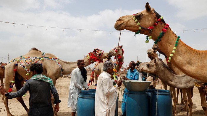 Men with their sacrificial camels for sale, feed water at a cattle market, ahead of Eid al-Adha celebrations, in Karachi, Pakistan June 13, 2024. REUTERS/Akhtar Soomro