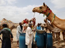 Harga Hewan Kurban di Pakistan Melonjak, Warga Mengeluh