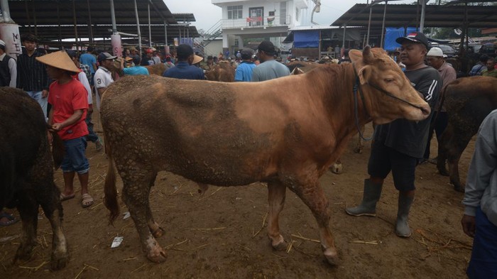 Harga sapi pedaging di Boyolali naik Pegang membawa sapi untuk dijual di Pasar Hewan Jelok, Cepogo, Boyolali, Jawa Tengah, Jumat (14/6/2024). Menurut pedagang menjelang Idul Adha 2024, harga penjualan sapi pedaging untuk kebutuhan kurban naik kisaran Rp1 juta hingga Rp2 juta per ekor tergantung jenis dan kualitasnya. ANTARA FOTO/Aloysius Jarot Nugroho/foc.